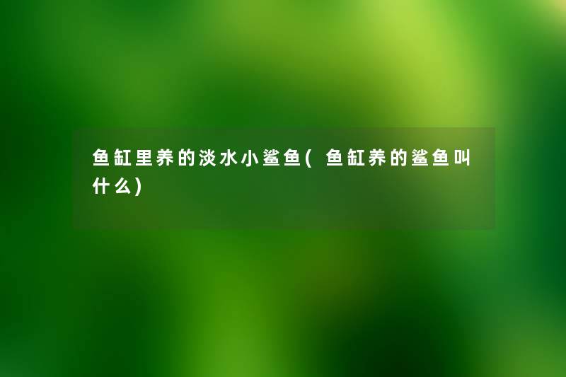 鱼缸里养的淡水小鲨鱼(鱼缸养的鲨鱼叫什么)
