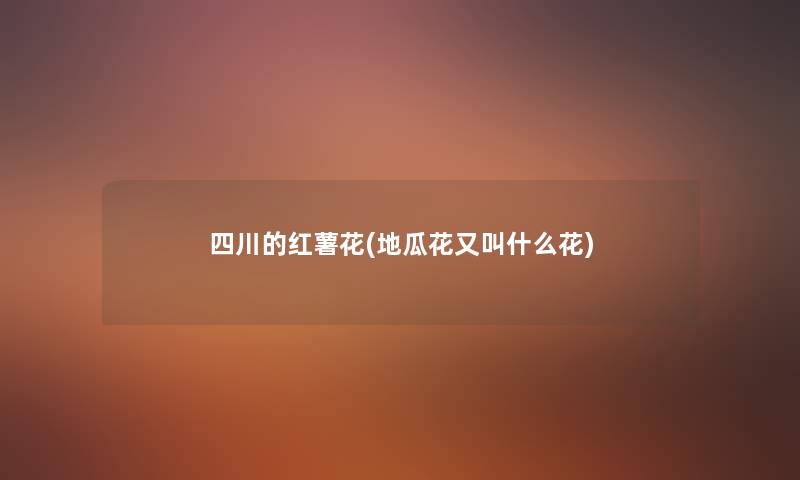 四川的红薯花(地瓜花又叫什么花) 四川的红薯花(地瓜花又叫什么花)